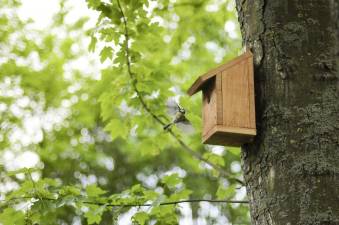 The benefits of bat &amp; bird houses