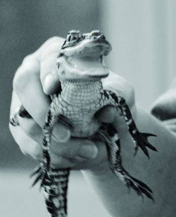 Wriggling reptiles at Great Beginnings