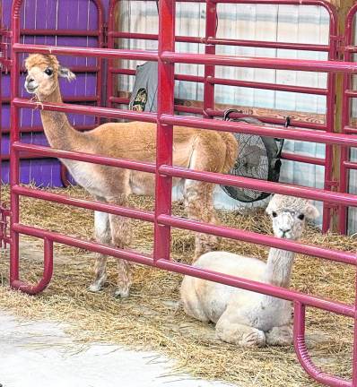 <b>Alpacas were on display.</b>