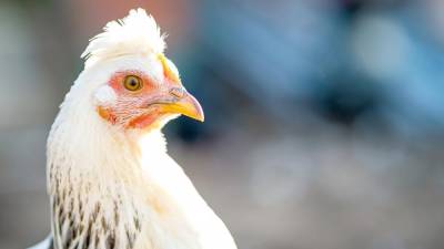 Byram continues to wrangle with chicken ordinance