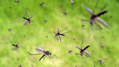 ‘I felt like I was just being attacked’: County increases spending on mosquito control