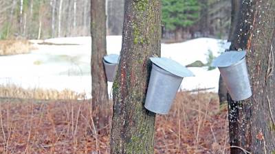 See how maple syrup is made at Lusscroft Farm open house