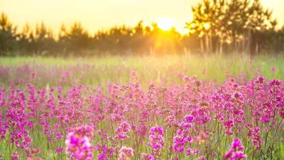 Lafayette residents urged to vote for Open Space Trust Fund Amendment