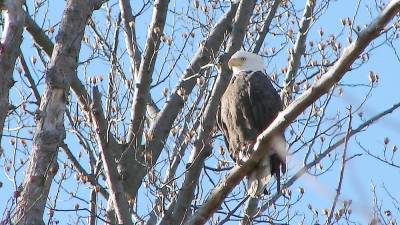 Adult bald eagle spotted during the Jan. 10 Search for Eagles (Photo provided)