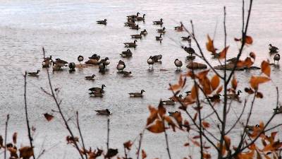 Canada geese on Lake Rutherford (Photo by Pamela Chergotis)