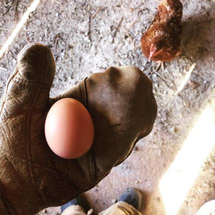 The hens have finally started laying at Meadowburn Farm in Vernon, N.J.
