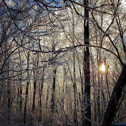 Melissa Wright, of Stockholm, admired the ice-filled trees through her camera lens.