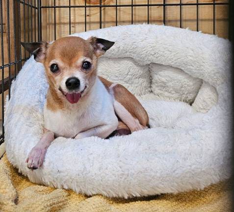 <b>The veterinary bill for Tiny Tim’, one of the dozens of dogs rescued in March, was covered by a private donation. </b>