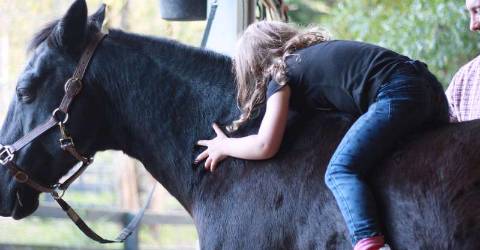 New business offers therapy through horses
