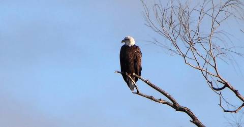 Report on the Dec. 13 Search for Eagles - Vimarsana News