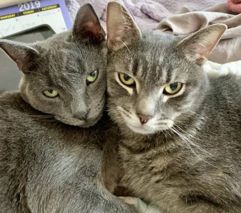 Space and Wirths bill allows for anonymously surrendering pets Space and Wirths bill allows for anonymously surrendering pets