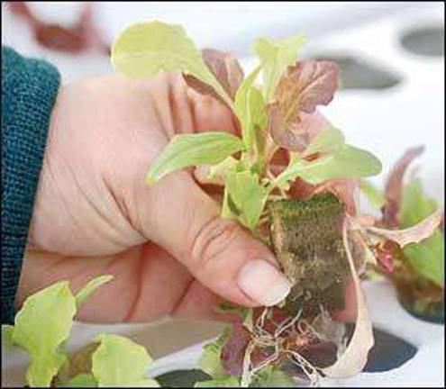 Lessons from the greenhouse