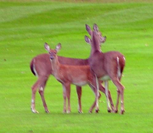 A family of deer observe the play of golfers on the 3rd hole fairway at the 9 n Dine Golf Tournament at the Black Bear Golf Course.