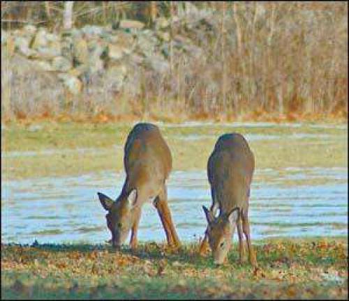 Two young deer munch a meal at a field in Vernon. See more Winter Beauty photos at <a href=http://www.advertiser-news.com>www.advertiser-news.com</a>.