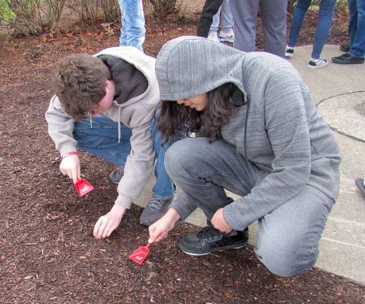 Wallkill Valley students plant 100 red tulips