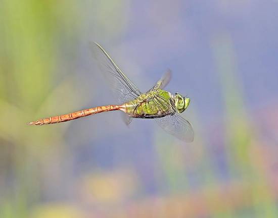 Dragonfly in Flight, Mike Tracy