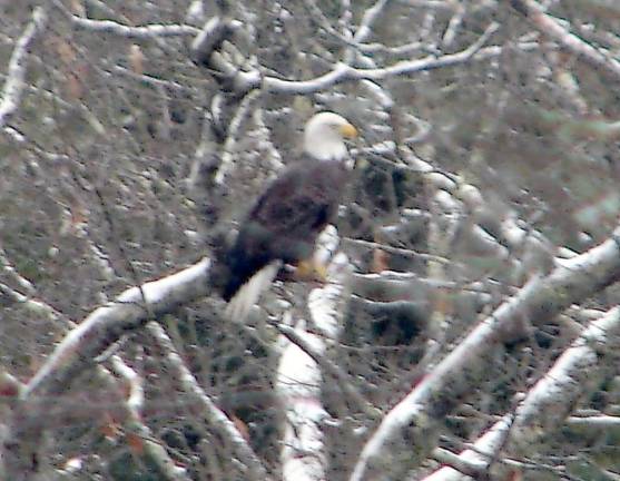 Bald eagles seen on the Jan. 3 search (Photo provided)