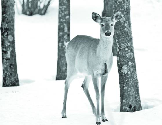 Photo by Gale Miko Deer walk through a wooded area in Wantage township recently.