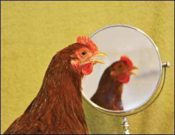 Local funny chickens earn top honors