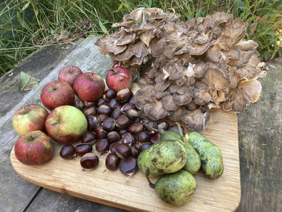 A fall foraging bonanza of chestnuts, pawpaw, apples and hen of the woods.