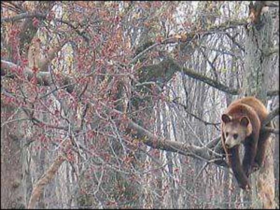 Baby boom for Mother's Day at zoo