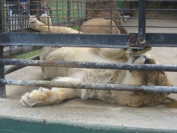 It&#x2019;s sleepy time for a lion.