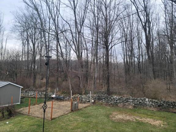 If the project is approved, the woods behind the Jervis home in Hamburg would be replaced by a three-story rental complex. (Photo courtesy of Maryann Jervis)