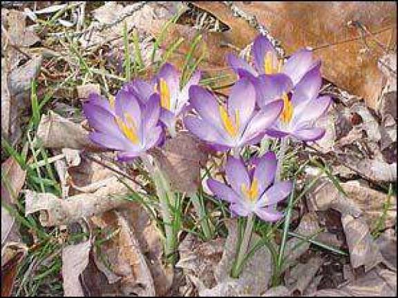 Sure sign of spring