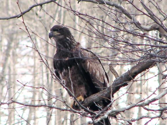 A juvenile bald eagle seen on the Jan. 3 search (Photo provided)
