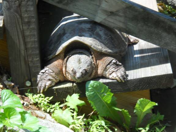 This picture submitted by reader Lucas Nooter shows a turtle on his front porch. Do you have a compelling nature photo? If so, email it to editor.ann@strausnews.com.