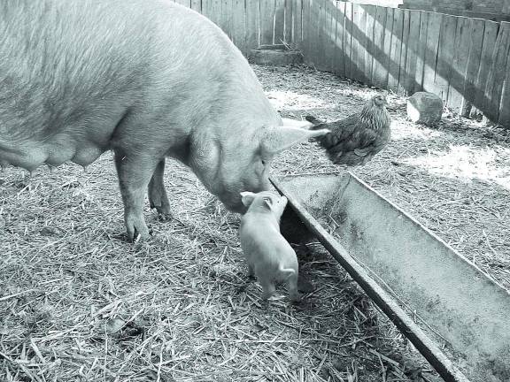 Halloween candy serves as a supplement for farm animals' diet