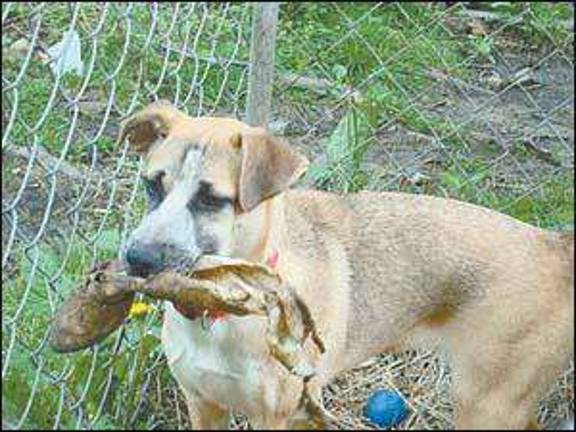 Cat and dog of the week