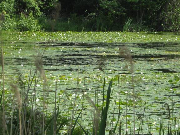 PHOTO BY JANET REDYKELily pads cover Mastodon Pond on Route 638 in Vernon.