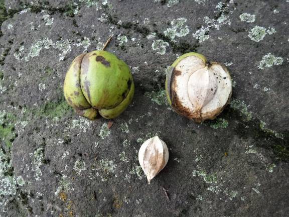 Hickory nuts