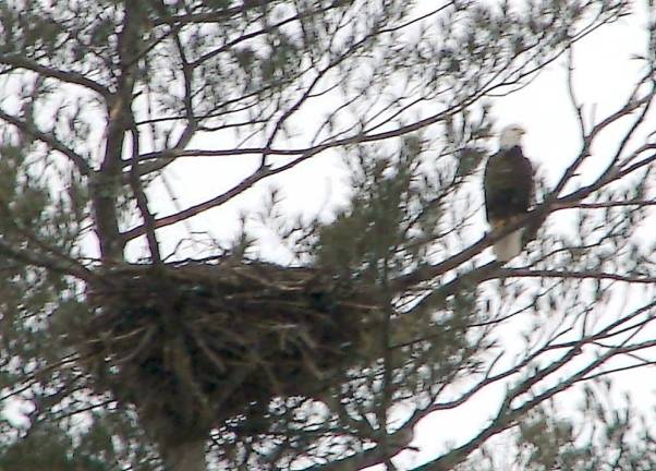 Adult bald eagle near nest spotted during the Jan. 10 Search for Eagles (Photo provided)