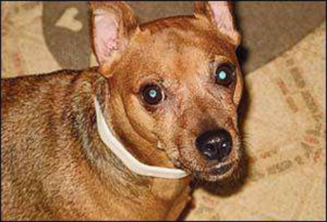 Family hopeful that missing pup will be found