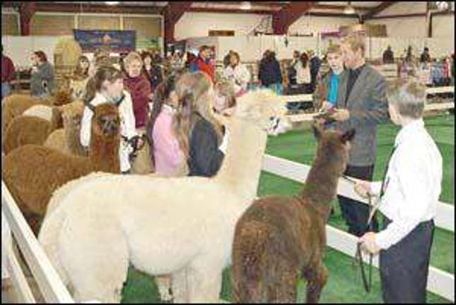 Weekend show put alpacas front and center