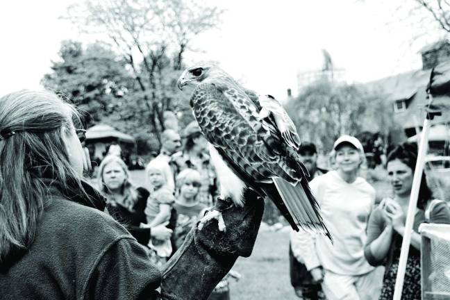 Giselle Smisko of Wantage holds a red-tailed hawk named Trooper rescued by the Avian Wildlife Center after being hit by a truck.