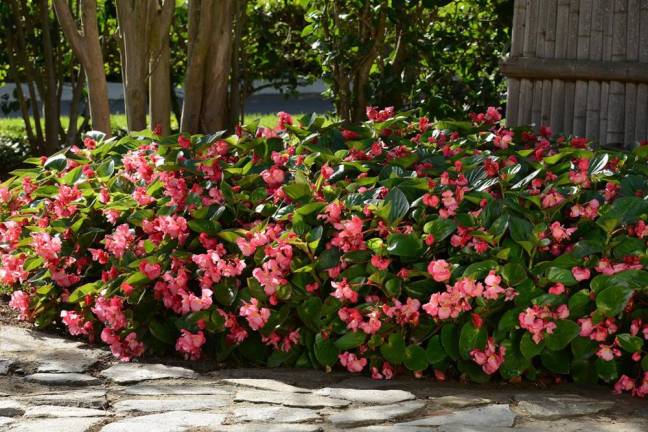 2022 top garden trends and expert tips for success