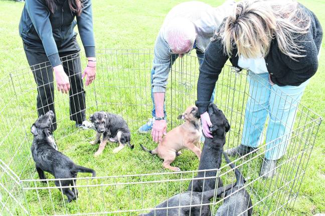 Visitors look at dogs that were up for adoption.