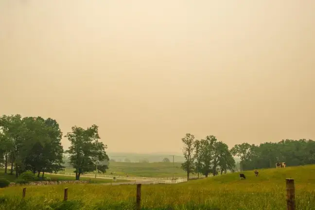 <b>Cows graze in the haze at Bellvale Farms in Warwick. (2023)</b>