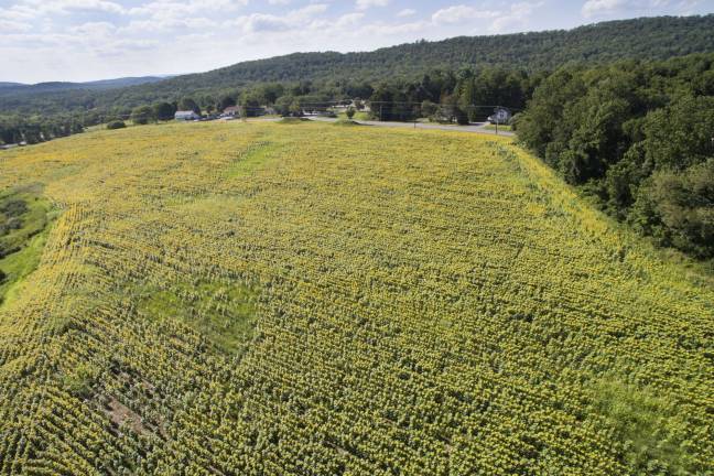Photo by Robert G. Breese A look from above the Green Valley Farms sunflower field located at the entrance to Village at Crystal Springs along Route 94 in Vernon.