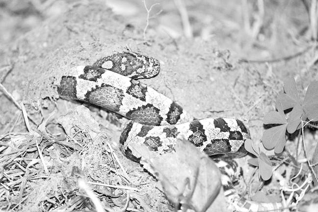 Reader Jill FoFaro of Vernon sent a photo of a snake in her backyard. Do you have a compelling nature photo? If so, send it to editor.ann@strausnews.com.