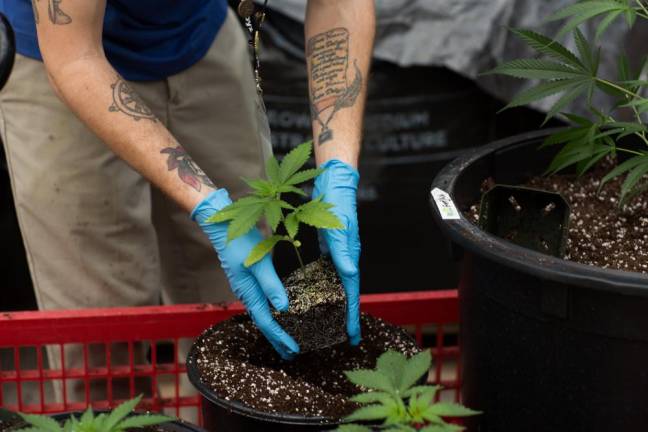 An employe potting up a marijuana plant at Pharmacannis.