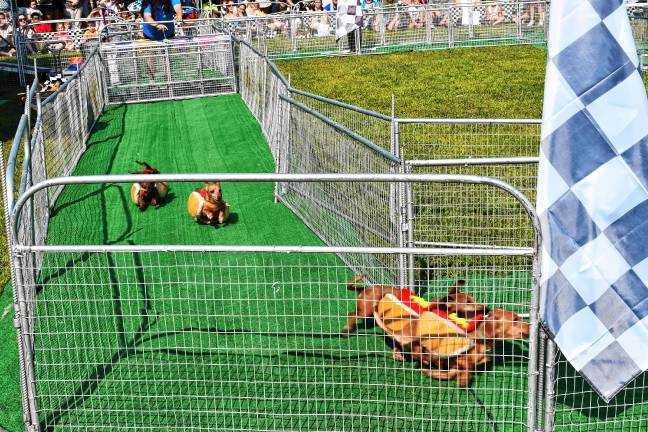 <b>Hot Dog Races at the fair Sunday, Aug. 3. (Photo by Maria Kovic)</b>