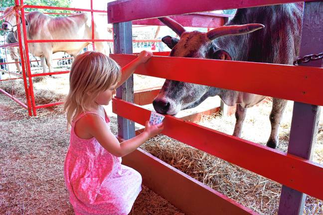 <b>Nora Weinberger of Hampton Township feeds a cow Sunday, Aug. 3. (Photo by Maria Kovic)</b>