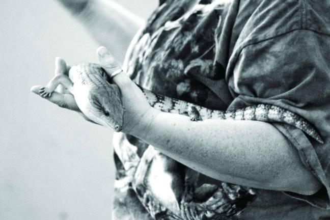 Wriggling reptiles at Great Beginnings