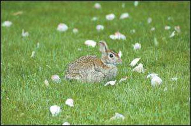 Sunny bunny