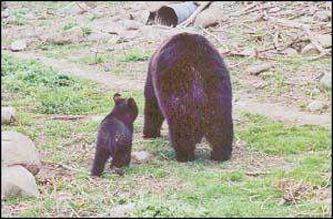 Mommas show off their young at zoo