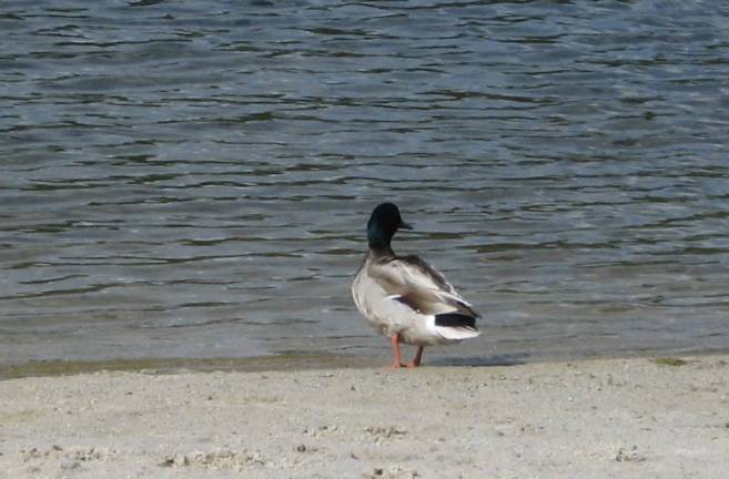 PHOTO BY JANET REDYKE A lone mallard tests the lake at Highland Lakes Beach 1.